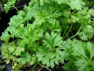 parsley for the power